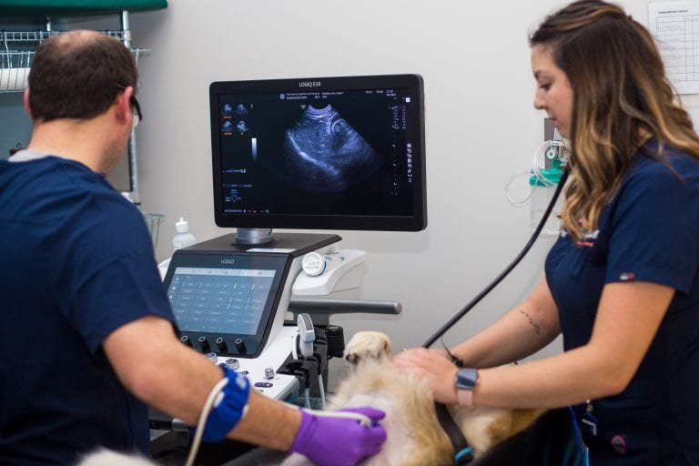 Diagnostic Imaging Pulse Emergency Veterinary Edmonton & Area