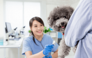 Animal emergency hospital Edmonton - dog being cared for by veterinarian